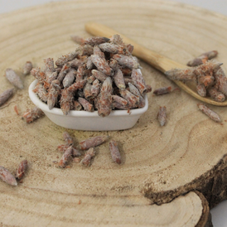 Borovica lesná - výhonky celé - Pinus sylvestris - Turio pini sylvestris 1000 g