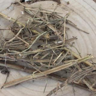 Šalvia muškátová - vňať celá - Salvia sclarea - Folium salvia sclareae 50 g