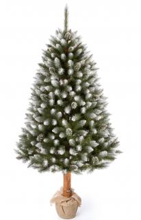 Jedľa na drevenom  pníku. (Vianočný stromček s výškou  200 cm)