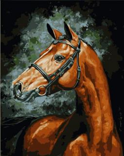 Maľovanie podľa čísiel s rámom  Kôň  50x40 cm