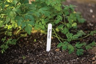 Menovky na označenie rastlín 15 x 1,5cm (25 ks + ceruzka)