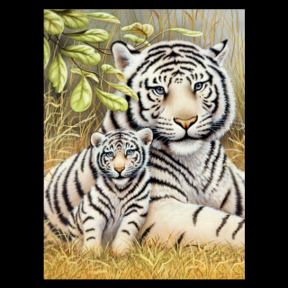Maľovanie podľa čísiel formát A4 - Biele tigre (Sada na maľovanie podľa čísiel Royal Langnickel - A4)