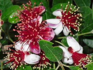 Ananásová guava- fejchoa Balení: kontajner p18