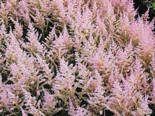 Astilba simplicifolia ´Henny Graafland´ - Astilbe simplicifolia ´Henny Graafland´