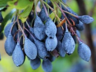 Azorská čučoriedka 'Blautropf' Balení: kontajner C2