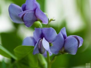 Baptisie južný- Baptisia australis