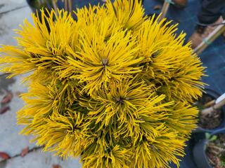 Borovica horská 'Nana Balcanica Aurea'