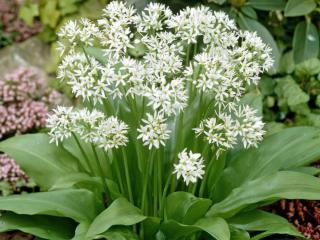 Cesnak medvedí - Allium ursinum