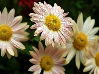 Chryzantéma ´Isabellarosa´ - Chrysanthemum indicum ´Isabellarosa´