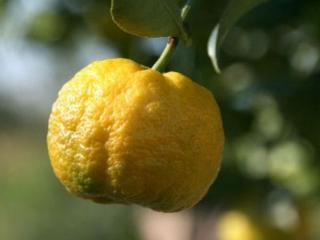 Citrus 'Pursha' - sladký citrónik