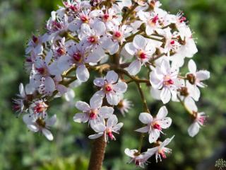 Darmera štítnatá - Peltiphyllum peltatum Balenie: kontajner C2