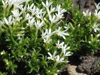 Flox covillei - Phlox covillei