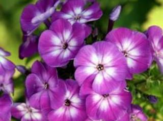 Flox metlinatý ´Early Purple Eye´ - Phlox paniculata ´Early Purple Eye´