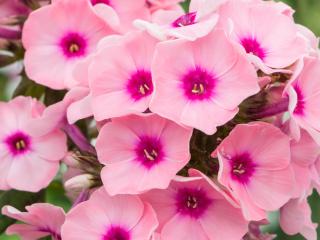 Flox metlinatý ´Famous Pink Eye´ - Phlox paniculata ´Famous Pink Eye´