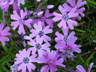 Flox šidlolistý 'Purple Beauty' - Phlox subulata 'Purple Beauty'