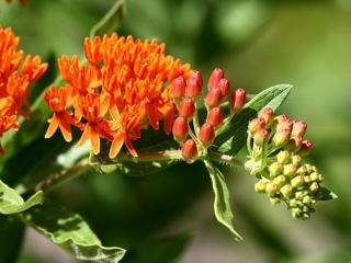 Glejovka hľuznatá - Asclepias tuberosa