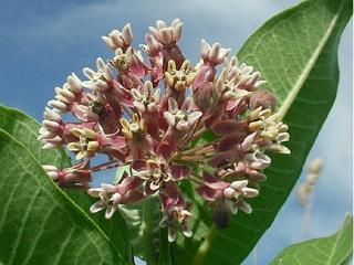 Glejovka hodvábna - Asclepias syriaca