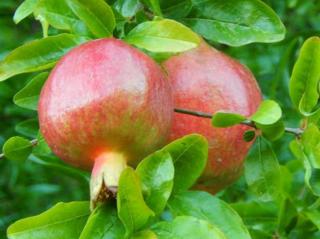 Granátové jablko 'Fina Tendral' Balení: kontajner C2