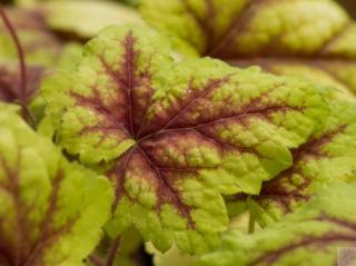 Heuchera ´Stoplight´ - Heucherella ´Stoplight´