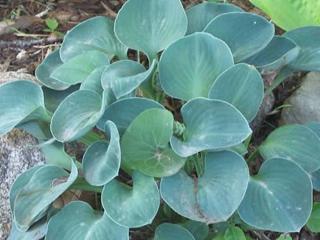 Hosta ´Blue Mouse Ears´ - Hosta ´Blue Mouse Ears´ Balenie: kontajner C2