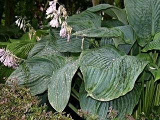 Hosta ´Empress Wu´ - Hosta ´Empress Wu´