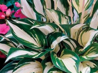 Hosta ´Fire and Ice´ - Hosta ´Fire and Ice´