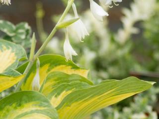 Hosta ´George Smith´ - Hosta ´George Smith´