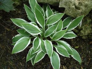 Hosta´Ginko Craig´  - Hosta ´Ginko Graig´