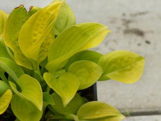 Hosta´Glad Tidings´ - Hosta ´Glad Tidings´