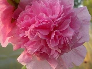 Ibiš ružový ´Chaters Rosa´ - Alcea rosea plena ´Chaters Rosa´