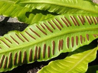 Jelení jazyk celolistý - Phyllitis scolopendrium Balenie: kontajner p11