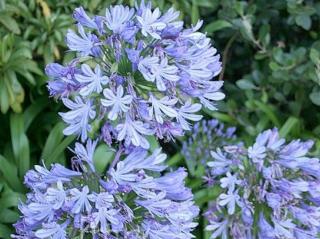 Kalokvet africký- Agapanthus africanus Balení: kontajner