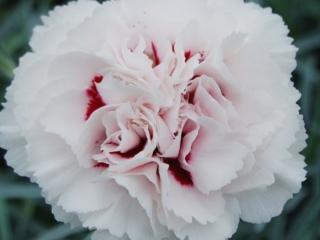 Klinček peristý ´Cranmere Pool´ - Dianthus plumarius  ´Cranmere Pool´