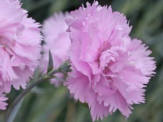 Klinček peristý ´Double Rose´ - Dianthus plumarius ´Double Rose´ Balenie: kontajner p9