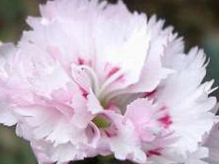 Klinček peristý  ´Ine´ - Dianthus plumarius ´Ine´ Balenie: kontajner p11