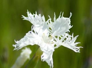 Klinček pieskovitý - Dianthus arenarius