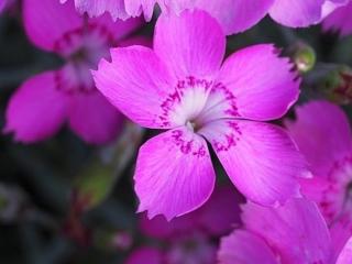 Klinček sivý ´Blauigel´ - Dianthus gratianopolitanus ´Blauigel´