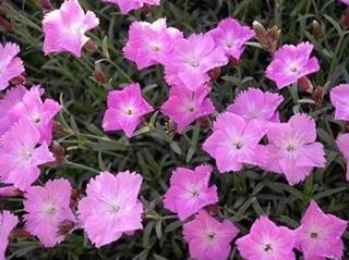 Klinček sivý ´Julka´ - Dianthus gratianopolitanus ´Julka´ Balenie: kontajner p11