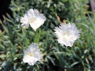 Klinček sivý ´Ohrid´ - Dianthus gratianopolitanus ´Ohrid´ Tvar a výška: kontajner C2