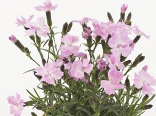 Klinček záhradný ´Dinetta Soft Pink´ - Dianthus caryophyllus ´Dinetta Soft Pink´