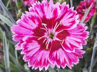 Klinček záhradný  ´Flutterburst´ - Dianthus caryophyllus ´Flutterburst´