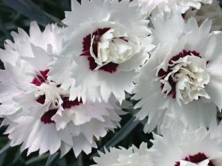 Klinček záhradný ´Silver Star´ DEV - Dianthus caryophyllus ´Silver Star´ DEV