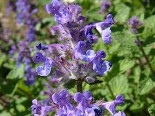 Kocúrnik záhradný - Nepeta x faassenii Balení: kontejner p9