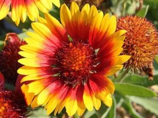 Kokarda osinatá ´Arizona Sun´ - Gaillardia aristata ´Arizona Sun´