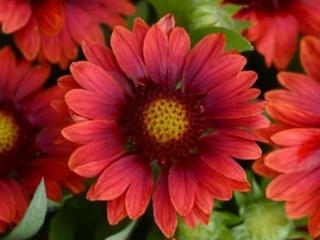 Kokarda osinatá ´Mesa Red´ - Gaillardia aristata ´Mesa Red´