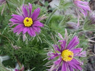 Koniklec obecný ´Papageno´ - Pulsatilla vulgaris ´Papageno´