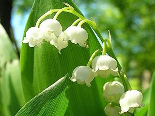 Konvalinka voňavá - Convallaria majalis