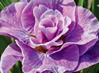Kosatec sibírsky 'Pink Parfait' - Iris siberica 'Pink Parfait'