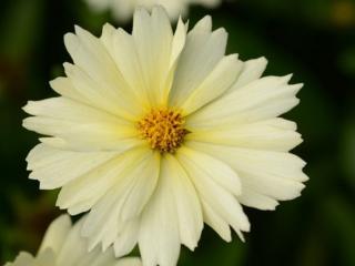Kráska veľkoúborová  ´UpTick Cream´ - Coreopsis grandiflora   ´UpTick Cream ´