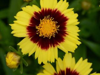 Kráska veľkoúborová ´UpTick Yellow and Red´ - Coreopsis grandiflora  ´UpTick Yellow and Red´